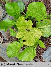 Bergenia cordifolia Tuby Andrews