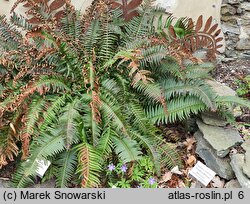 Polystichum munitum (paprotnik sztywny)