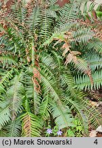 Polystichum munitum (paprotnik sztywny)