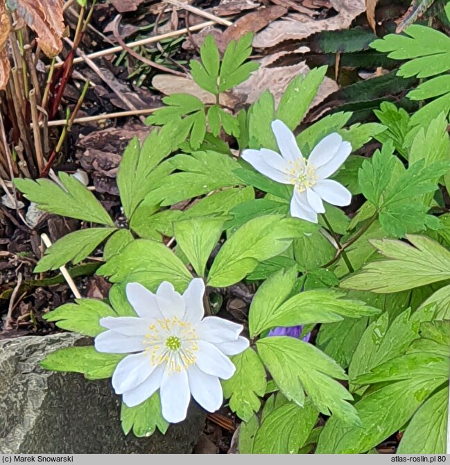 Anemonoides nemorosa Jan