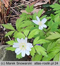 Anemonoides nemorosa Jan