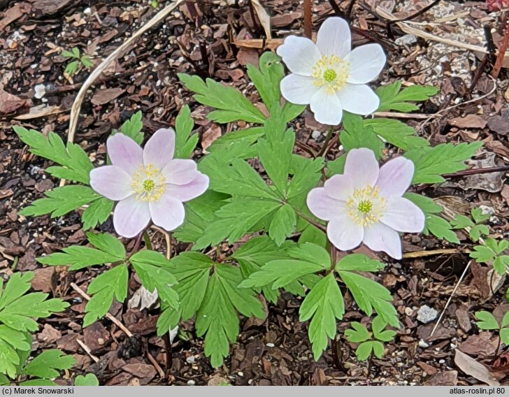 Anemonoides nemorosa Gigantea Purpurea