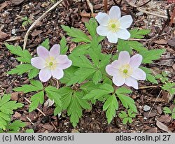 Anemonoides nemorosa Gigantea Purpurea