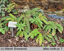 Dryopteris sieboldii (nerecznica Siebolda)