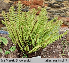 Dryopteris crassirhizoma (narecznica grubokłączowa)