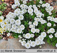 Iberis sempervirens Appen-Etz