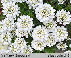 Iberis sempervirens Appen-Etz