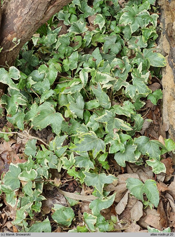 Hedera helix Bettina