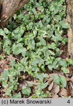 Hedera helix Bettina