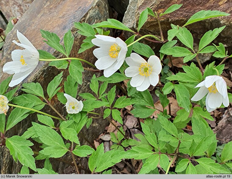 Anemone nemorosa Lady Doneraile