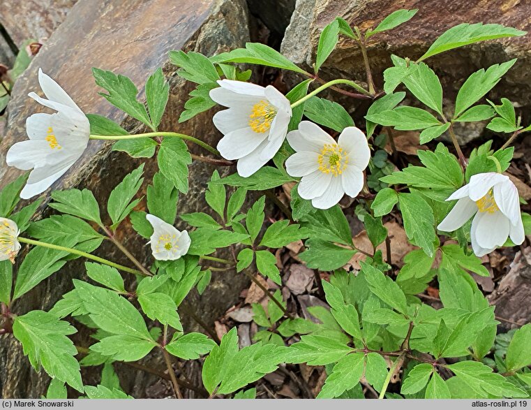 Anemonoides nemorosa Lady Doneraile