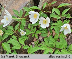 Anemone nemorosa Lady Doneraile
