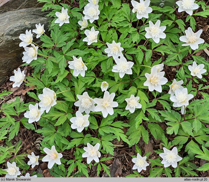 Anemonoides nemorosa Alba Plena