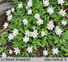 Anemonoides nemorosa Alba Plena