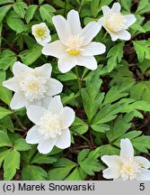 Anemonoides nemorosa Alba Plena