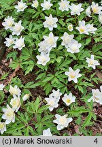 Anemone nemorosa Alba Plena