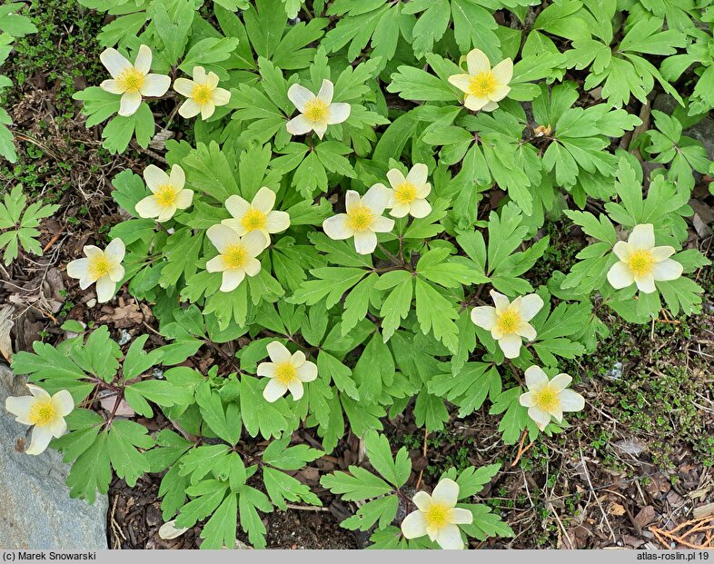 Anemone ×lipsiensis Vindobonensis