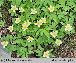 Anemone ×lipsiensis Vindobonensis