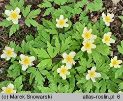 Anemone ×lipsiensis Vindobonensis