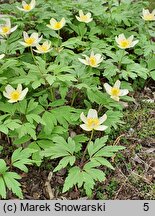 Anemone ×lipsiensis Vindobonensis
