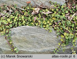 Mitchella repens