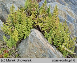 Hemionitis fendleri (rozwartka Fendlera)