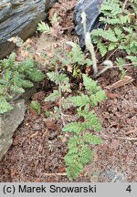 Cheilanthes lanosa (rozwartka wełniasta)