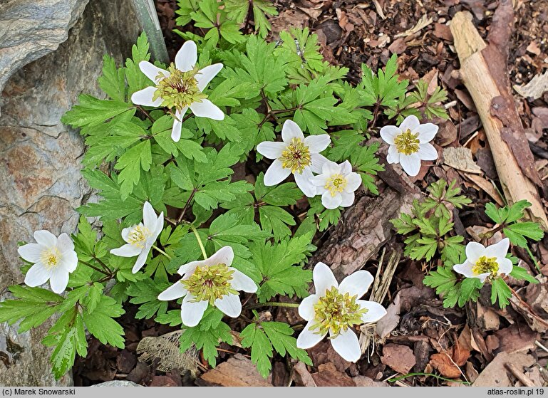 Anemone nemorosa Green Fingers