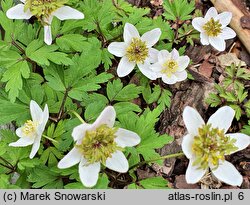 Anemone nemorosa Green Fingers