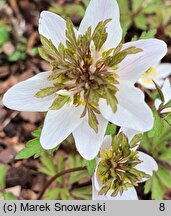 Anemone nemorosa Green Fingers