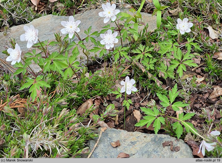 Anemone nemorosa Lehna