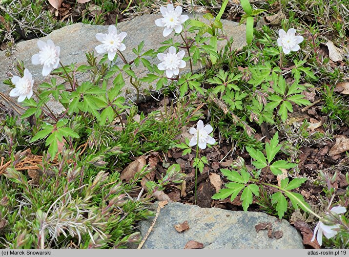 Anemonoides nemorosa Lehna