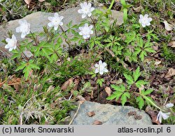 Anemone nemorosa Lehna