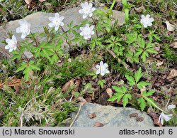 Anemonoides nemorosa Lehna