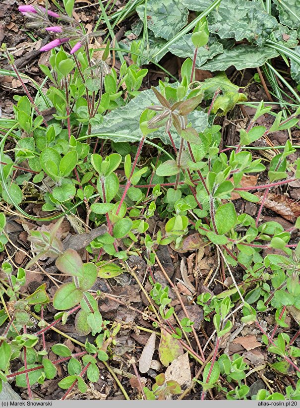 Phlox stolonifera Home Fires