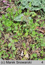 Phlox stolonifera Home Fires