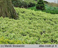 Euonymus fortunei Silver Queen