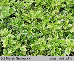 Euonymus fortunei Silver Queen