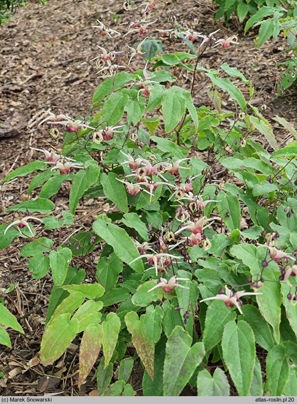 Epimedium Domino