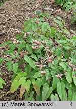 Epimedium Domino