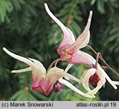 Epimedium Domino