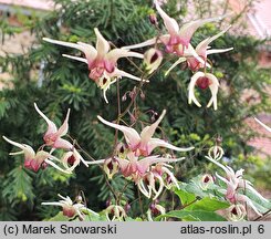 Epimedium Domino