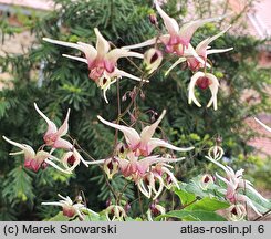 Epimedium Domino