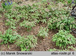 Epimedium Domino