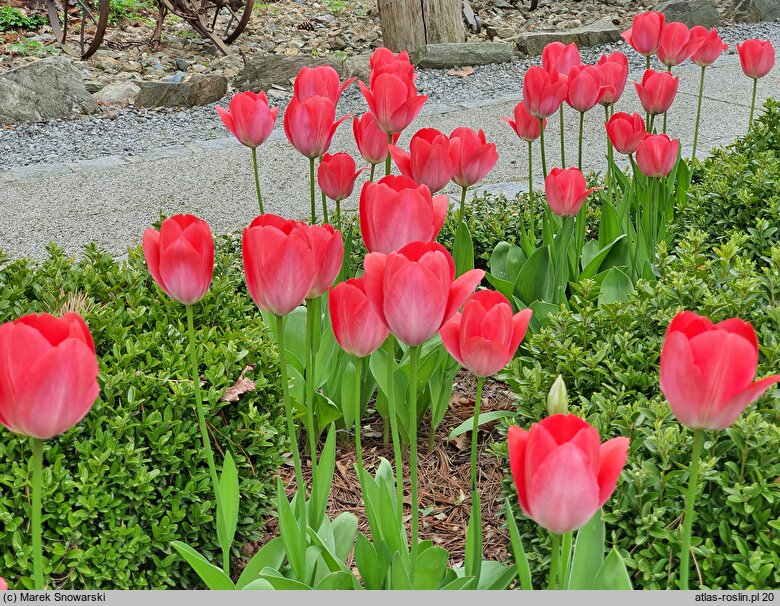 Tulipa Van Eijk