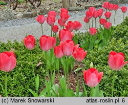 Tulipa Van Eijk