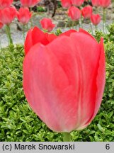 Tulipa Van Eijk
