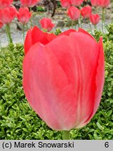 Tulipa Van Eijk