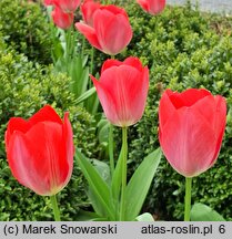 Tulipa Van Eijk