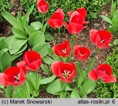 Tulipa Van Eijk